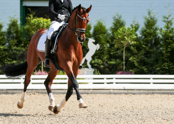 gerak-seirama-penunggang-dan-kuda-di-arena-equestrian